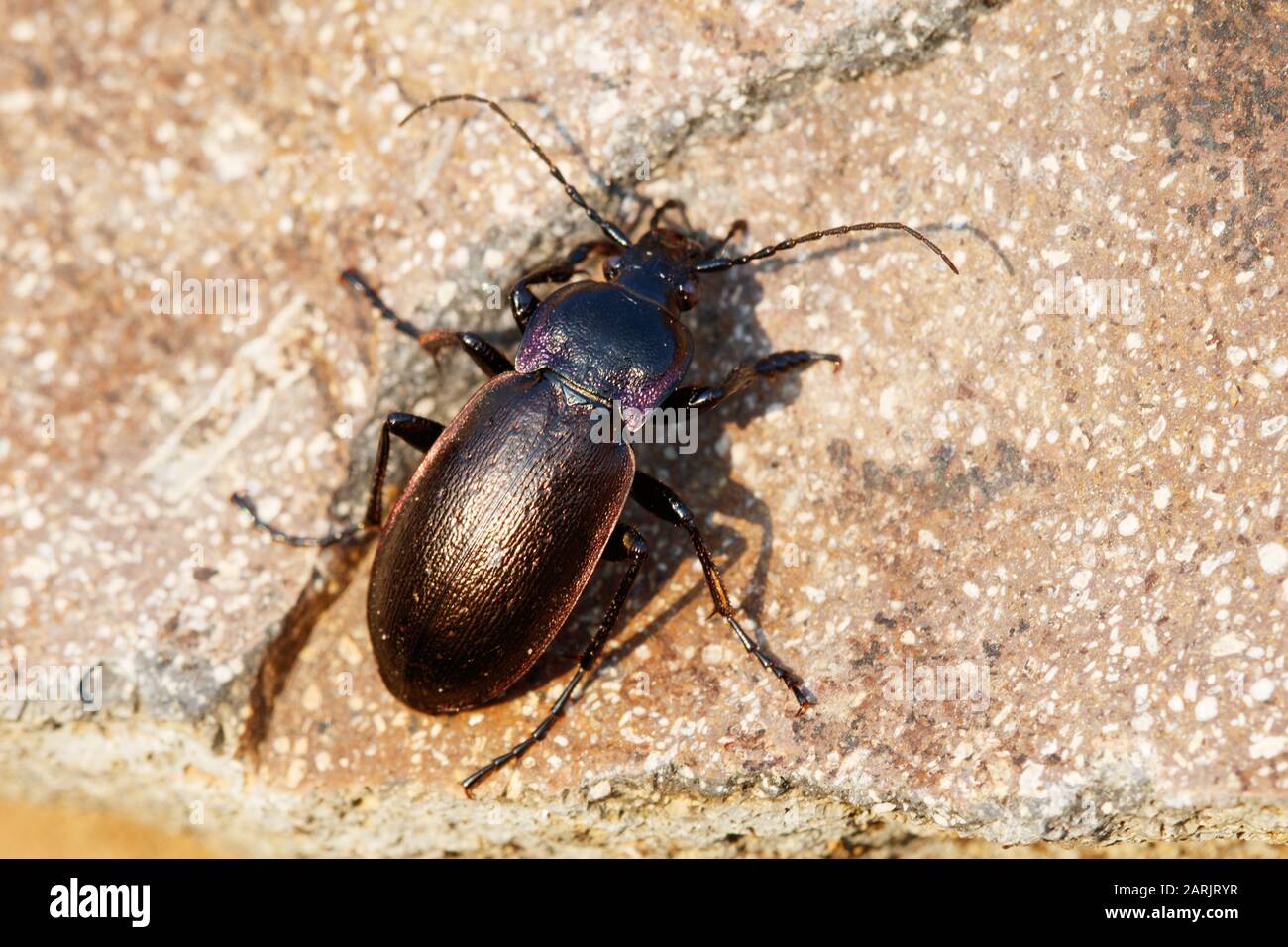 Carabus nemoralis Bronze Ground Beetle Stock Photo