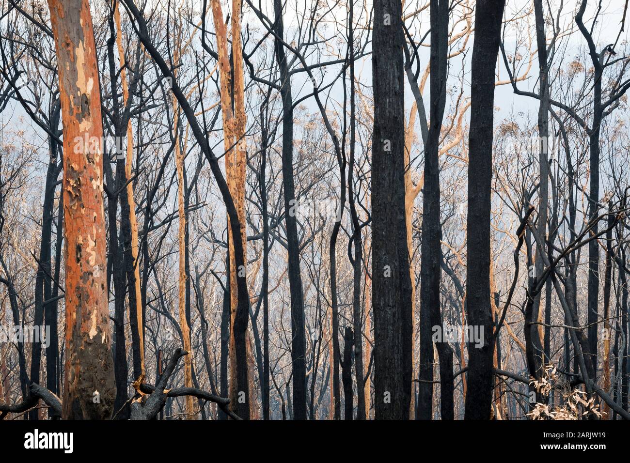 Mogo residents fleed as bushfire rages up the NSW south coast during the Australian Bushfires in 2020, Mogo, New South Wales, Australia © Hugh Peterswald/Alamy Stock Photo