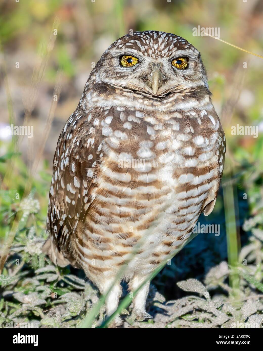 Close up burrowing owl hires stock photography and images Alamy