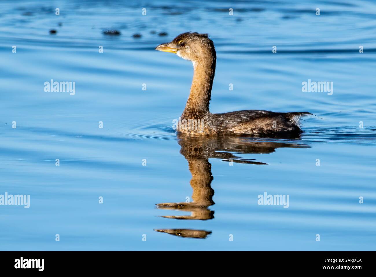 Non-breeding pied-billed grebe swims around in the  pond - with reflection Stock Photo