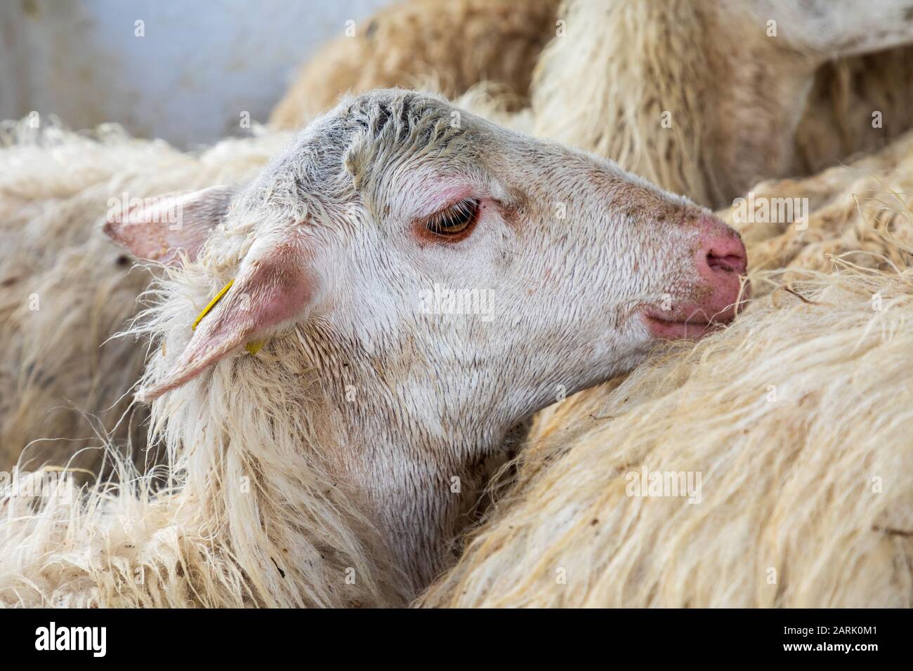 Italy, Sicily, Polina. Sheep in rural Pollina. Stock Photo