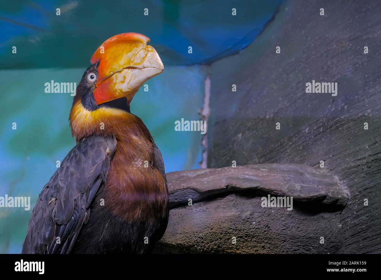 Portrait of philippine hornbill Stock Photo
