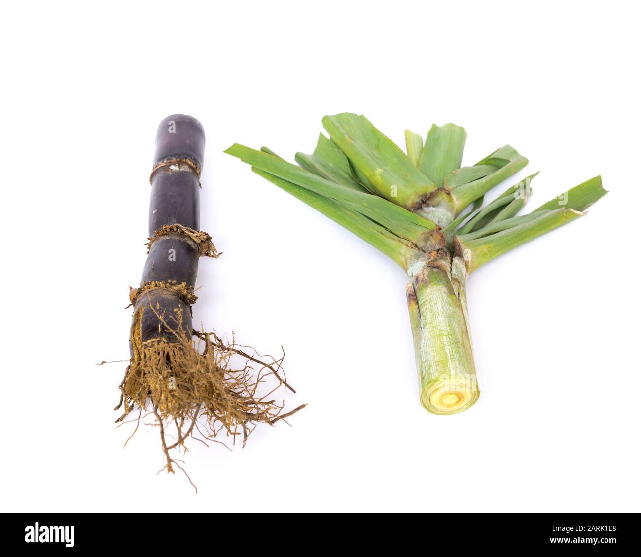 Sugar cane root hires stock photography and images Alamy
