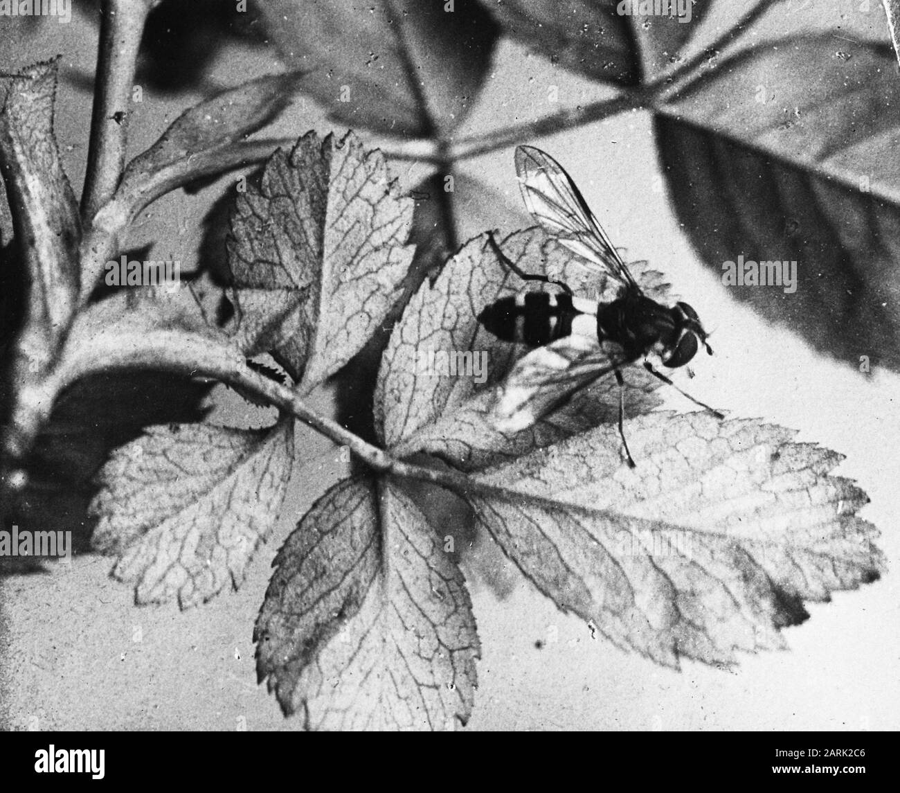 Scientific exploration insect behavior Black and White Stock Photos ...