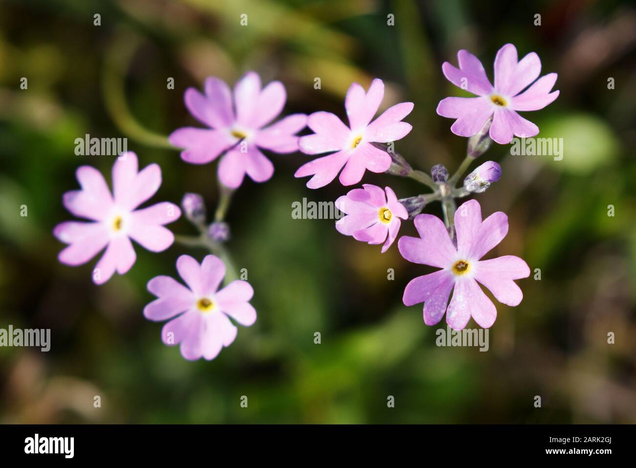 Primula farinosa, the bird's-eye primrose, is a small perennial plant in the family Primulaceae, native to Northern Europe and northern Asia Stock Photo