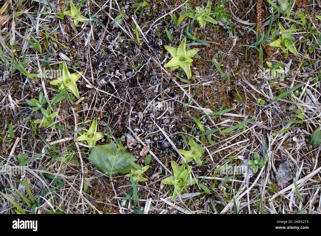 Pinguicula vulgaris, the common butterwort, is a perennial carnivorous plant in the bladderwort family Lentibulariaceae Stock Photo
