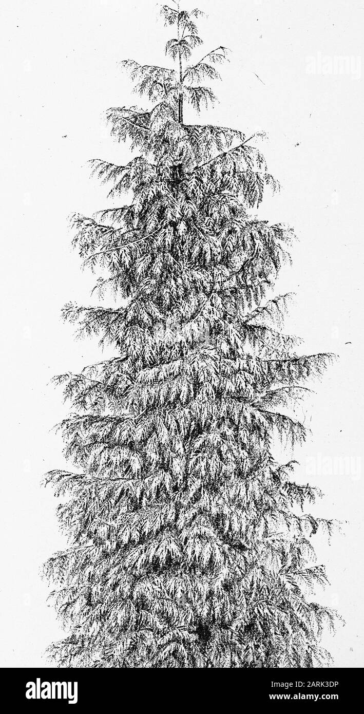Thuja Gigantea High Resolution Stock Photography And Images Alamy