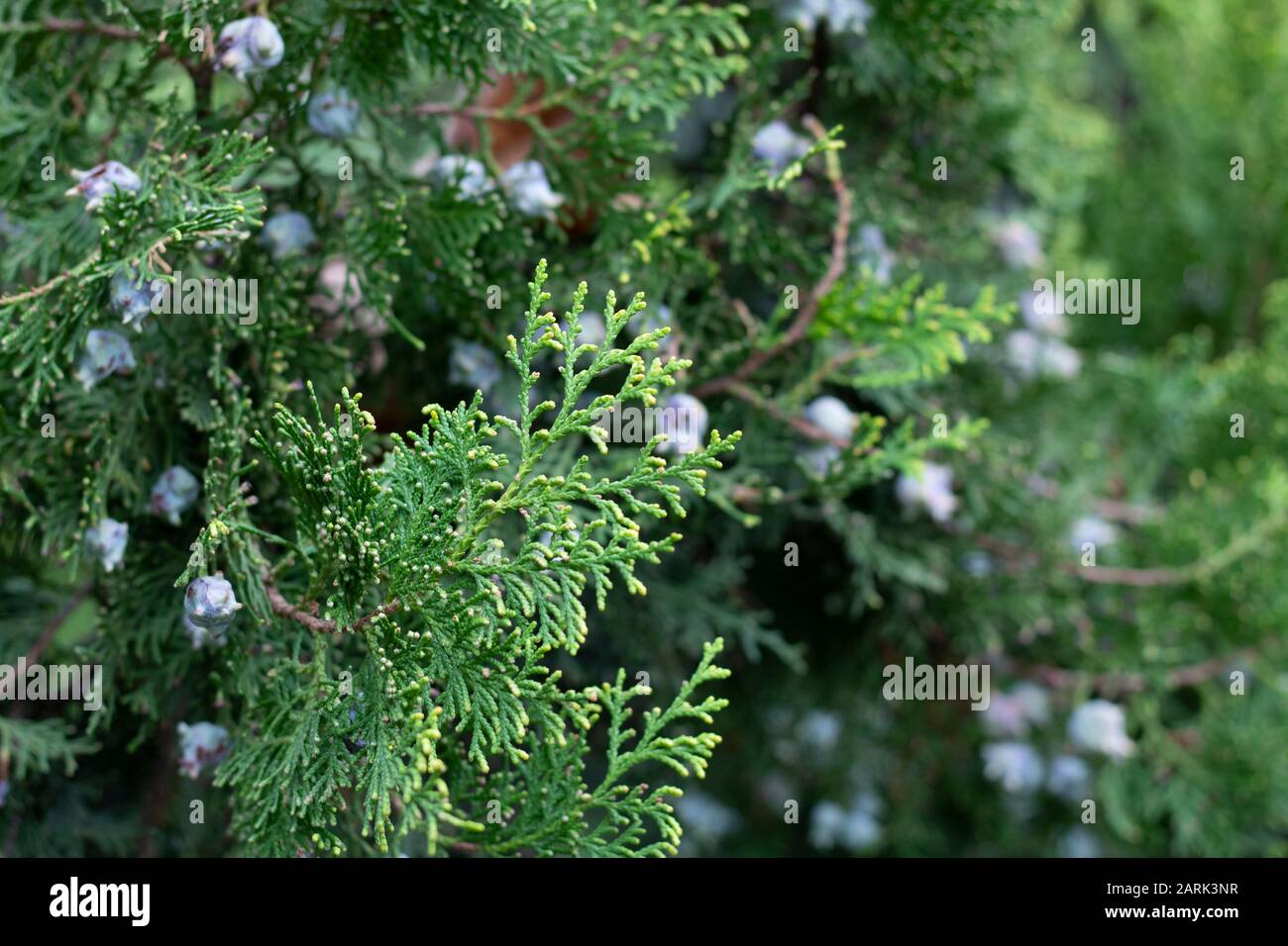 Close-up shoot of Platycladus orientalis plant. Its homeland is northern China. Stock Photo