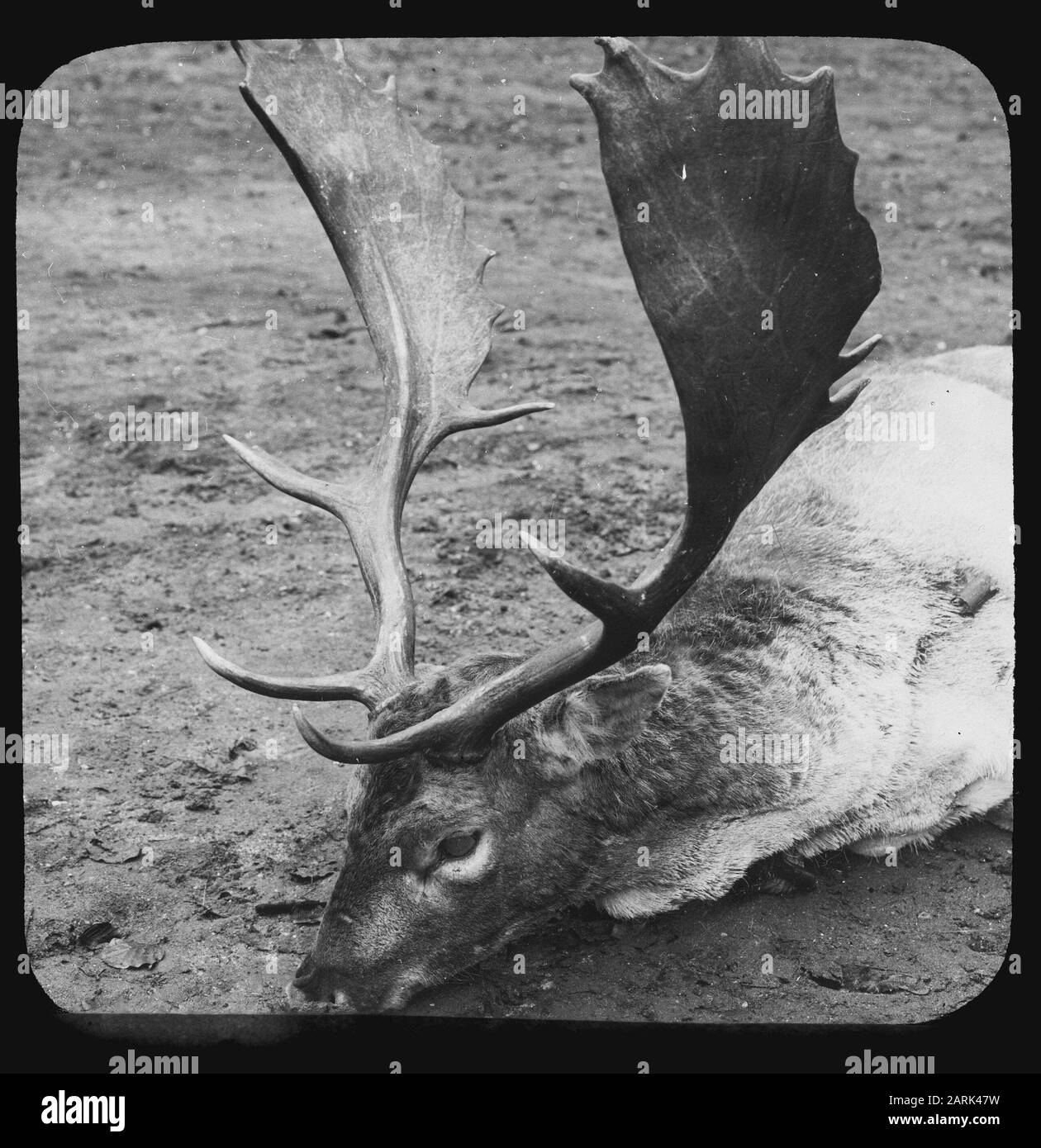 closed sheet Date: undated Keywords: antlers, mammals Personal name: damhert Stock Photo