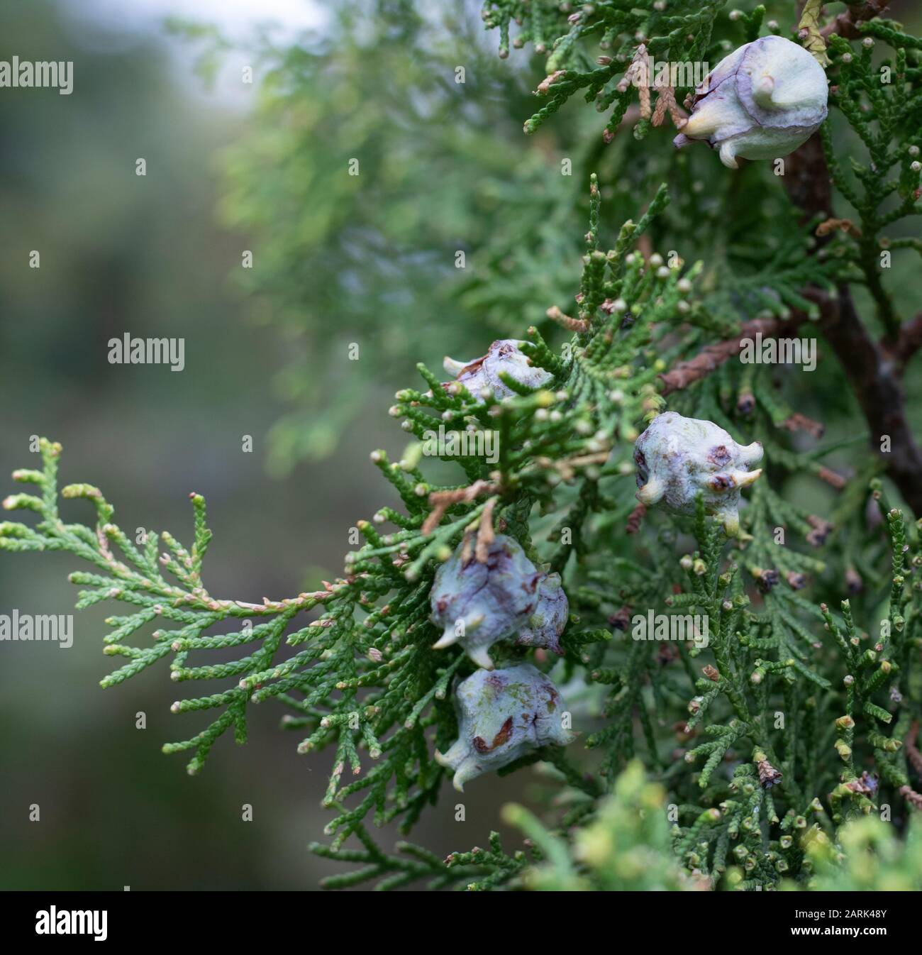 Close-up shoot of Platycladus orientalis plant. Its homeland is northern China. Stock Photo