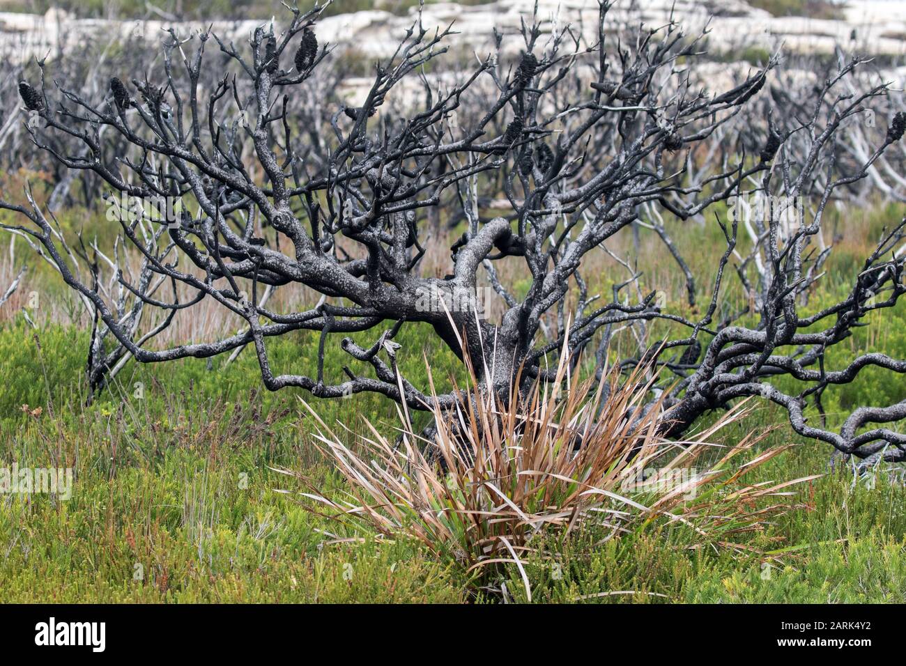 Plant regrowth post two years from bush fire Stock Photo