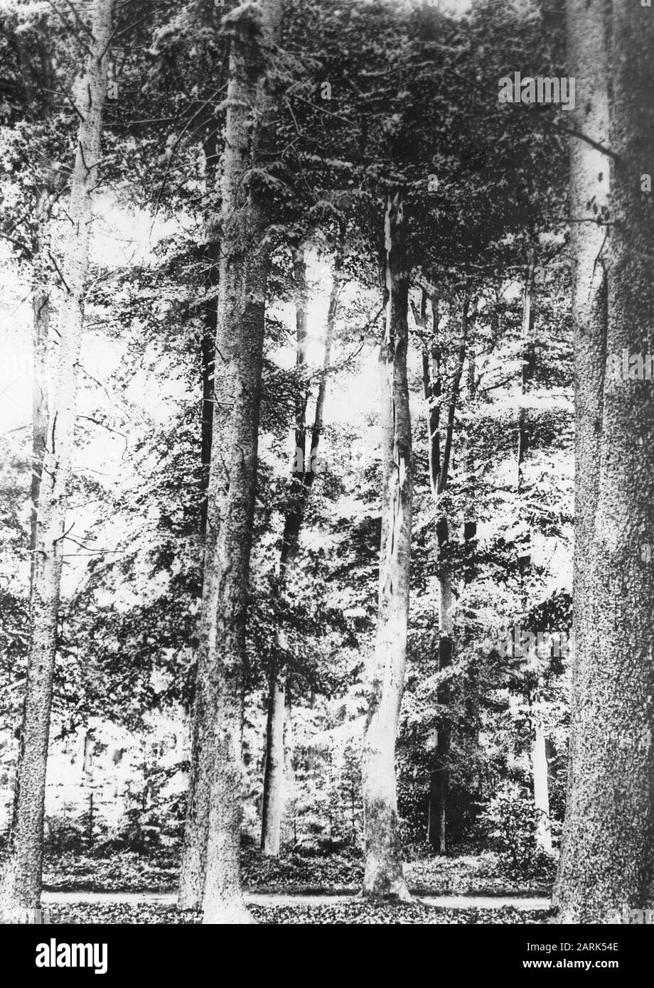damage, inorganic, lightning, fir Date: undated Keywords: inorganic, lightning, damage Personal name: spruce Stock Photo