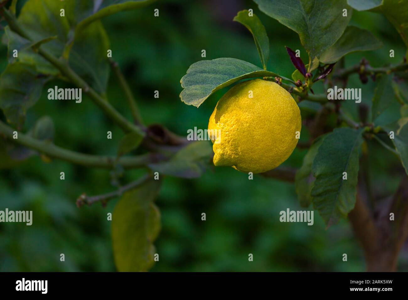 Organic yellow lemon on tree with green leaves as background Stock Photo