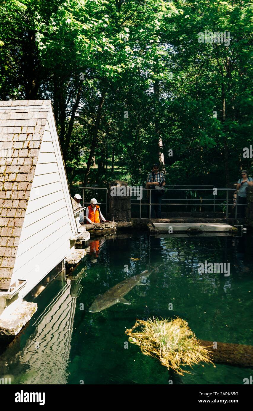 A giant sturgeon swims in a pond at the Bonneville Fish Hatchery Stock
