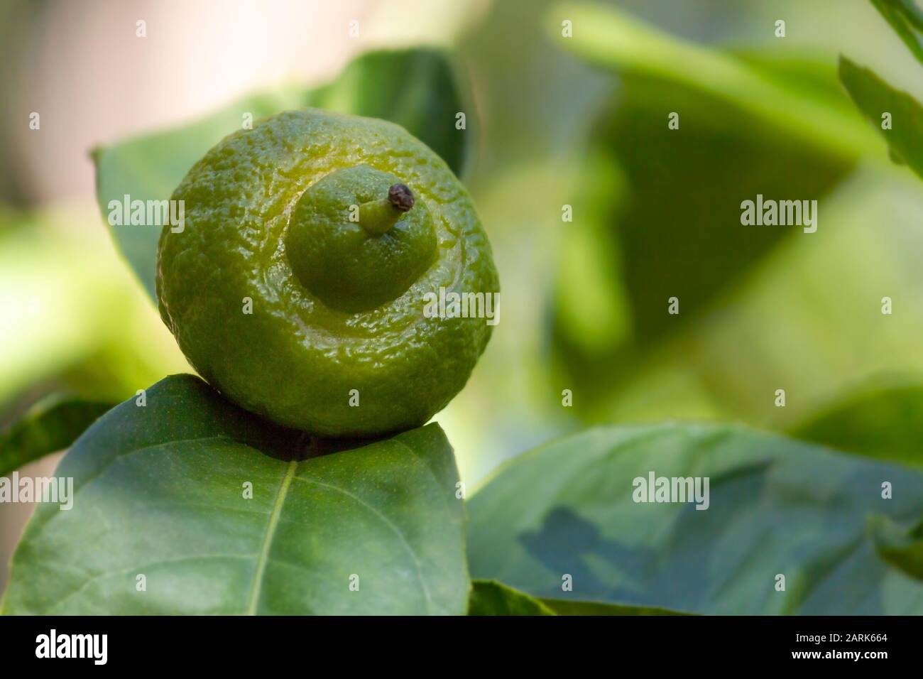 A growing lemon on the tree, with green leaves as background. Stock Photo