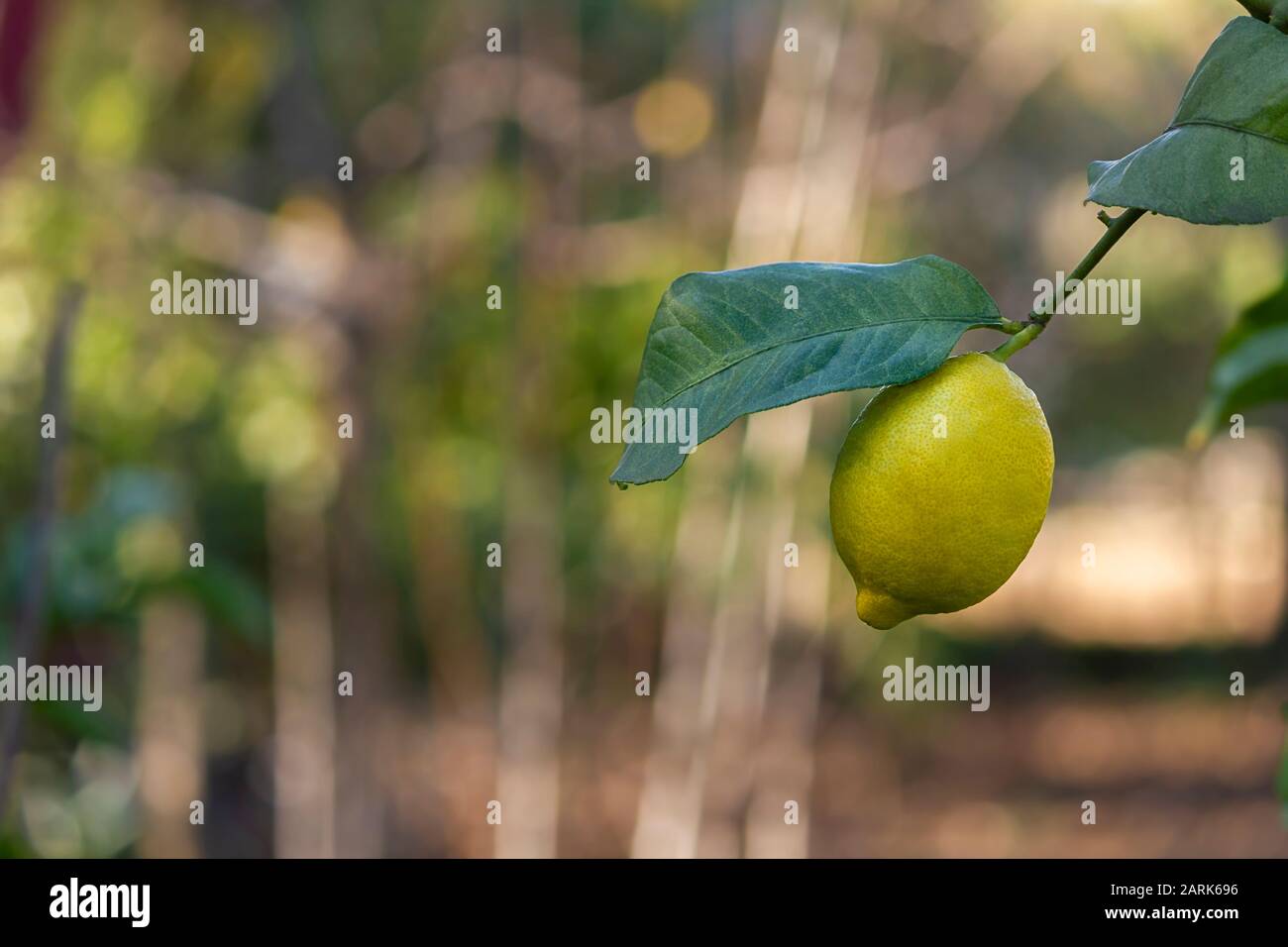 Yellow lemon with a leaf on the tree with bright vegetation background. Stock Photo