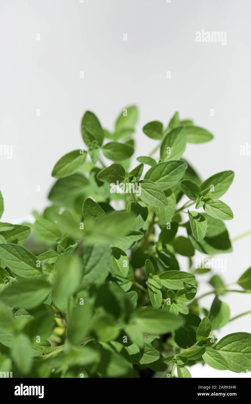 Fresh Oregano Against A Clean Background Stock Photo Alamy