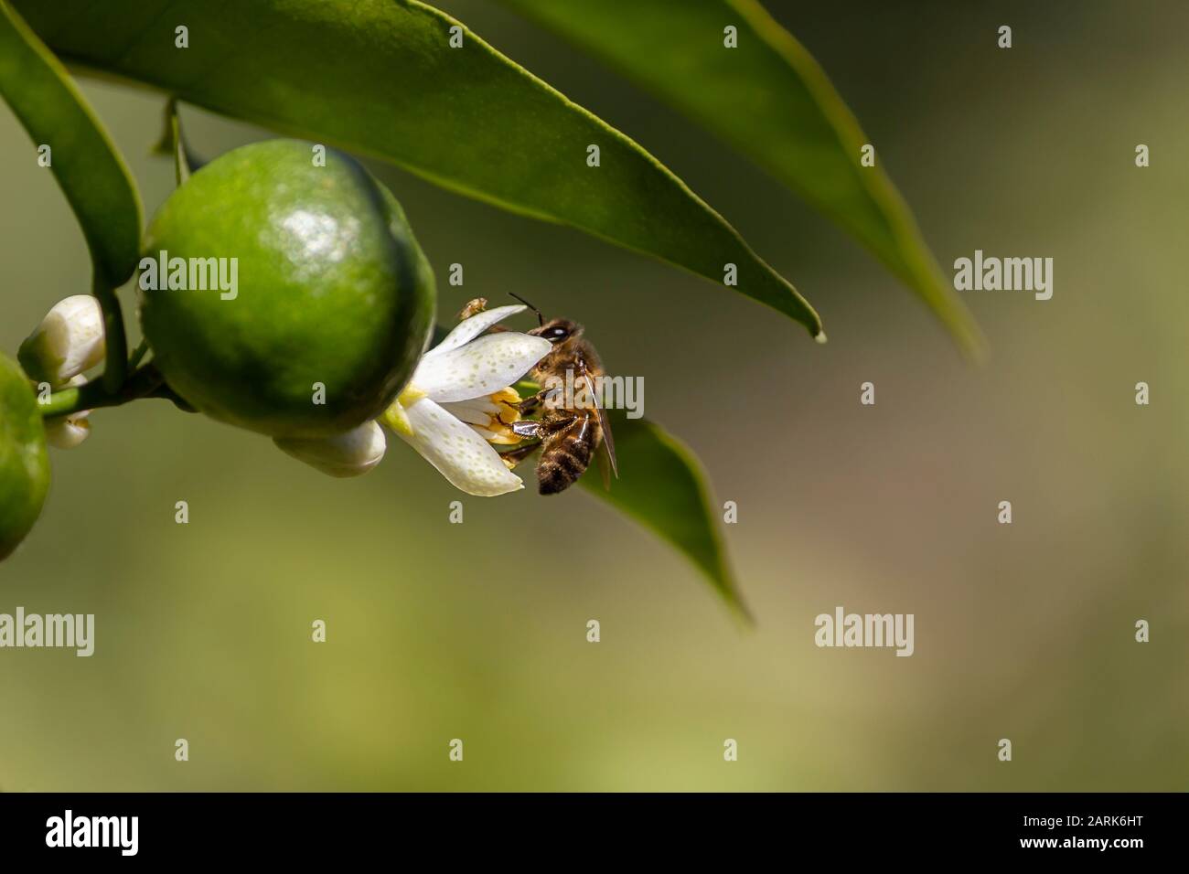 Bee on the flower of a tangerine tree in a sunny winter day, with a small growing tangering fruit Stock Photo