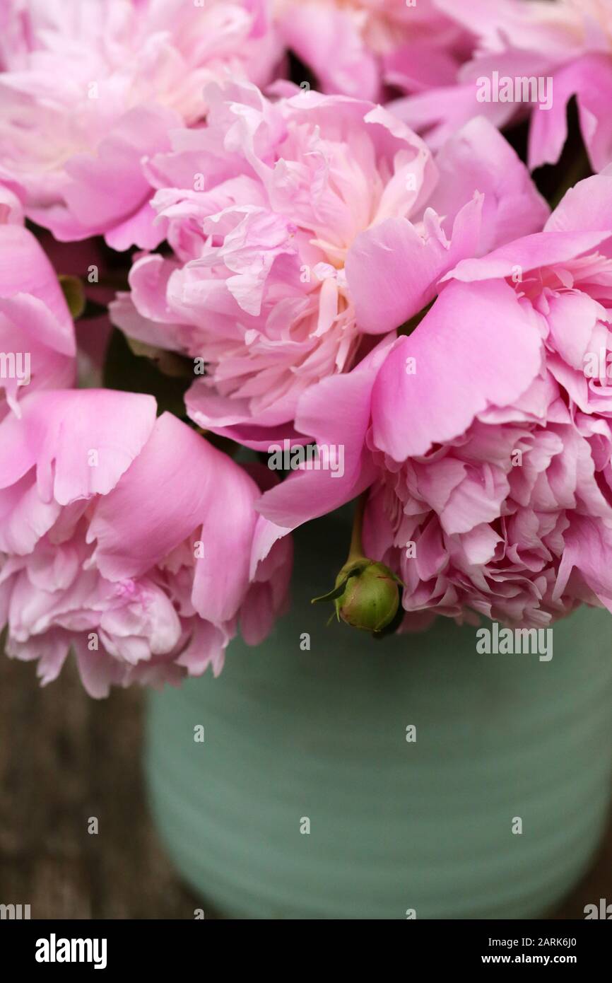 Fresh Picked Pink Peony Flowers In A Turquoise Vase Stock Photo