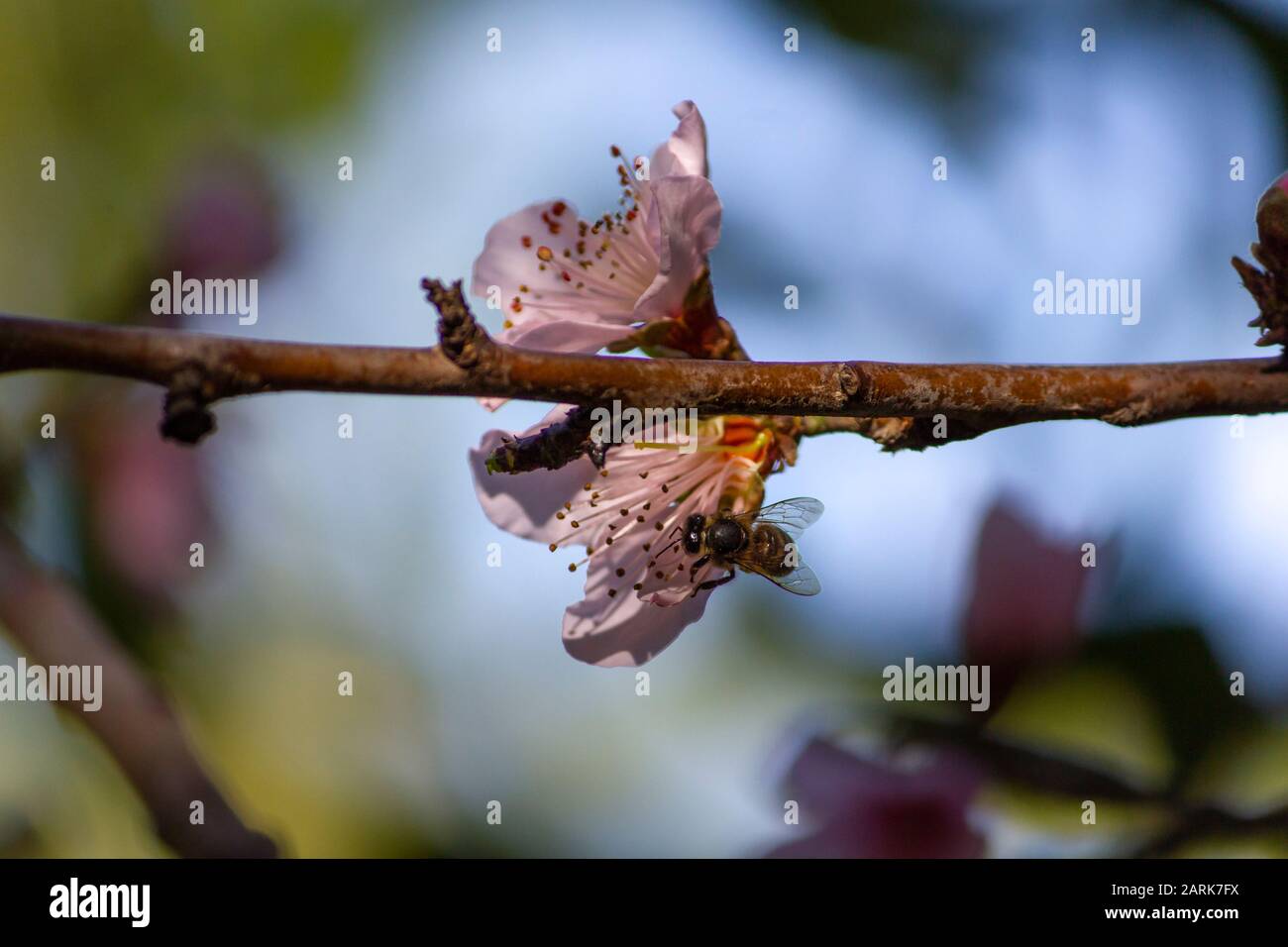 Bee pollinating two flower of a blooming nectarine tree Stock Photo Alamy