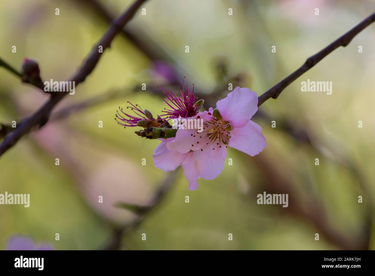 Blooming nectarine tree flowers with blur background Stock Photo