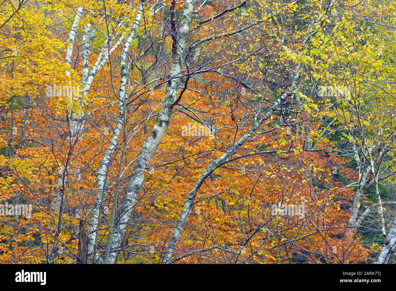 Beautiful red and orange and yellow fall foliage against a stand of white birch trees in Vermont green mountain national forest Stock Photo