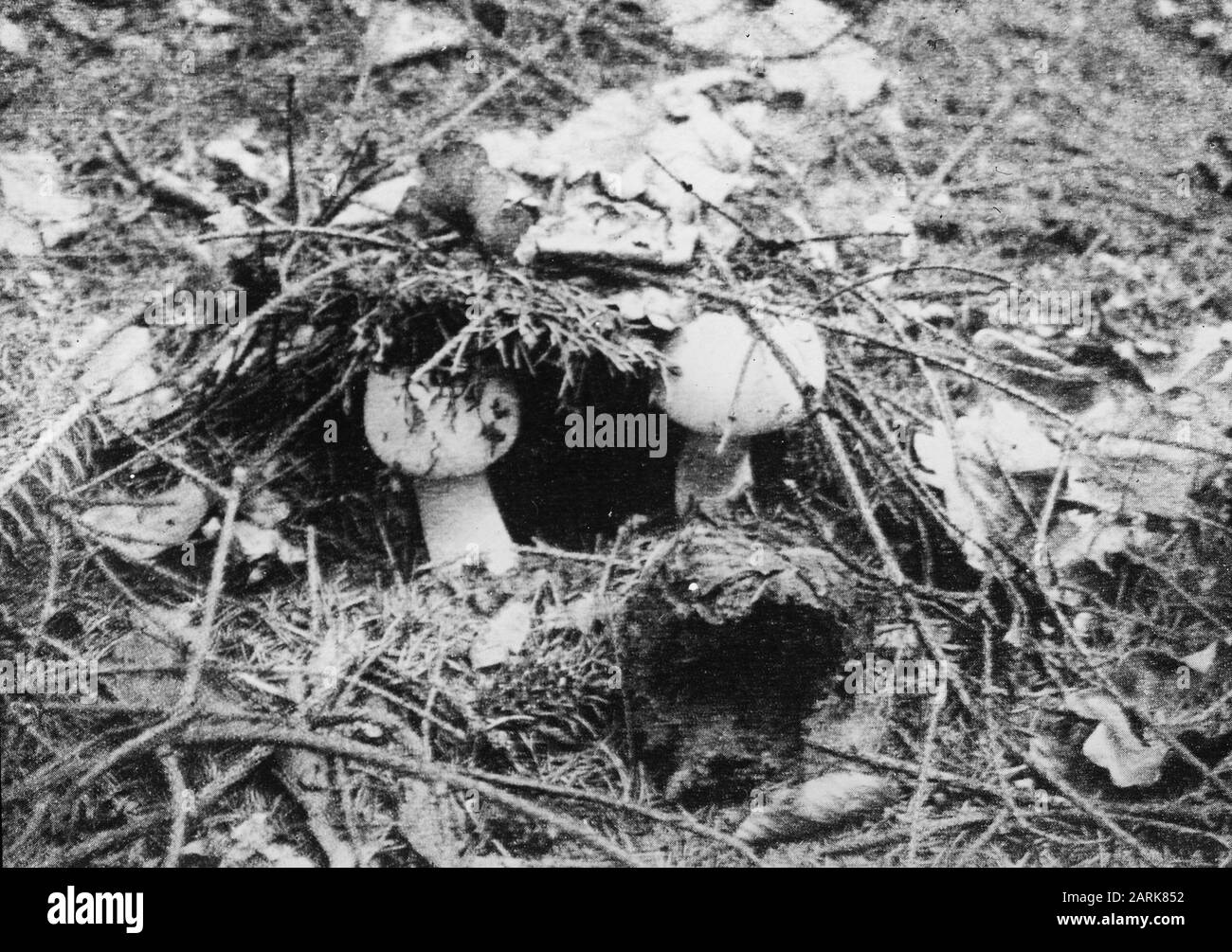 damage, higher plants, fungi, psalliotha silvicola Date: undated Keywords: higher plants, damage, fungi Personal name: psalliotha silvicola Stock Photo