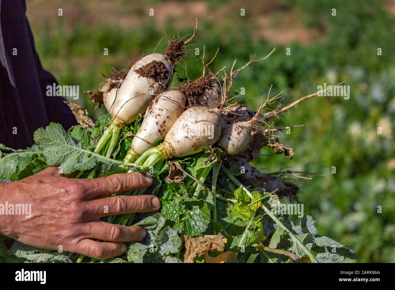Picking organic turnips on a sunny winter day, fresh healthy seasonal vegetables. Stock Photo
