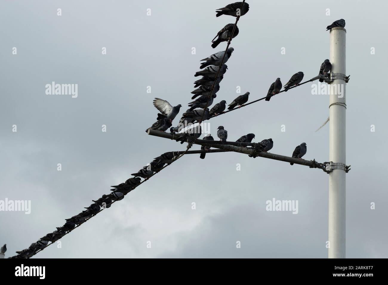 Pigeons on electrical wires. Filmed in the opposite light. Silhouette