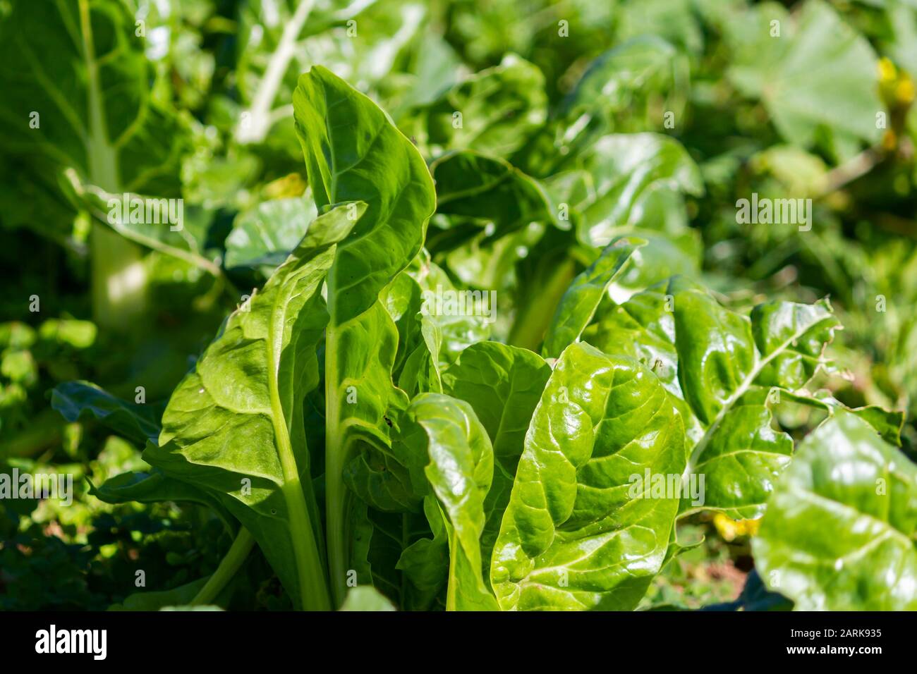 Nice chard leaves in agriculture field Organic chard leaves in agricultural feield. Stock Photo