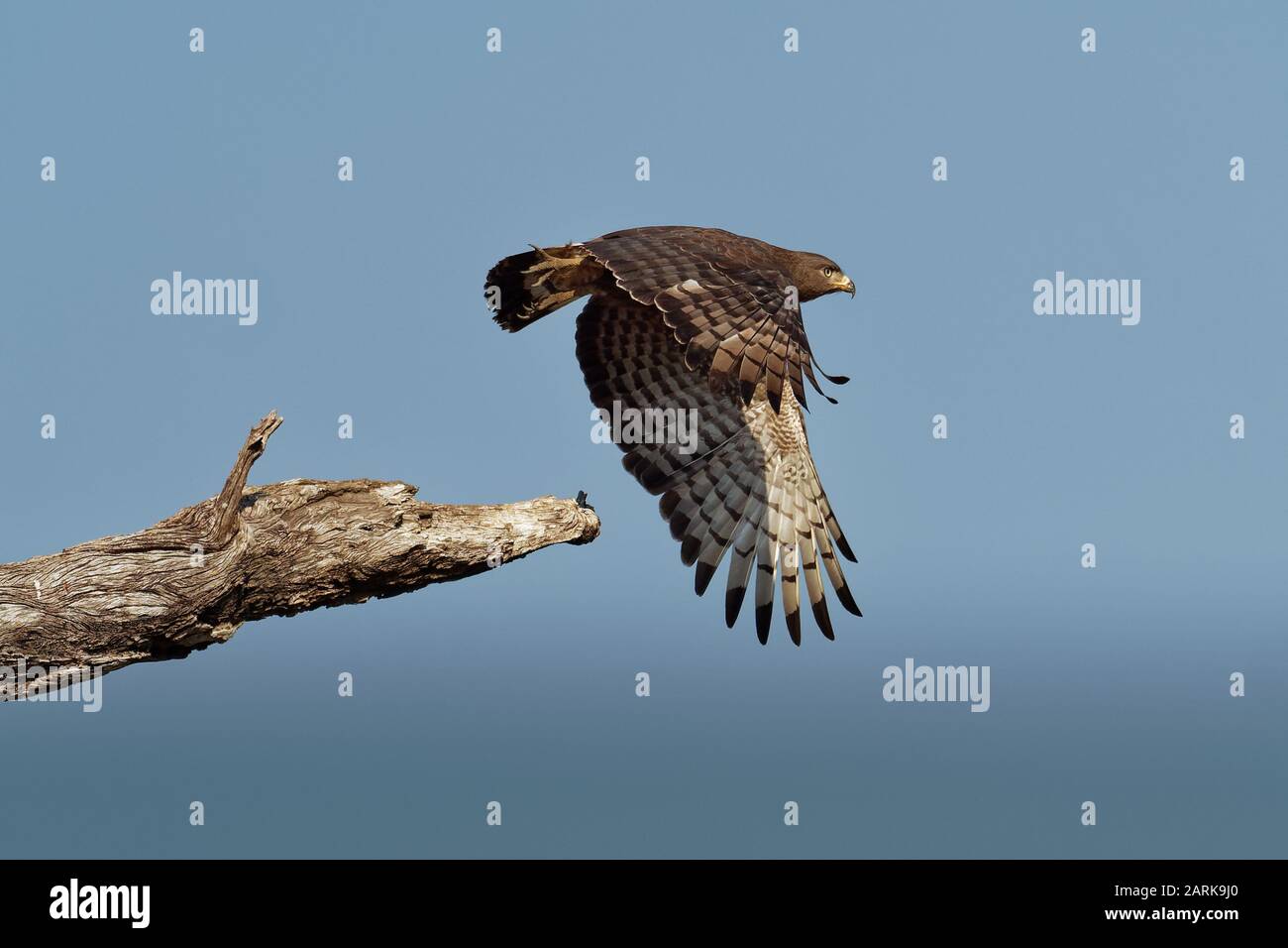 Western Banded Snake-Eagle - Circaetus cinerascens grey-brown African  raptor with a short tail and a large head, sitting on the trunk and flying  away Stock Photo - Alamy