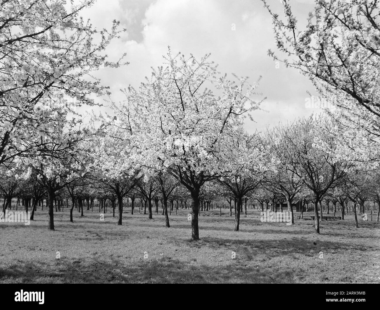 fruit growing, trees, flowering, black cherry Date: undated Keywords: flowering, trees, fruit cultivation Personal name: black cherry Stock Photo