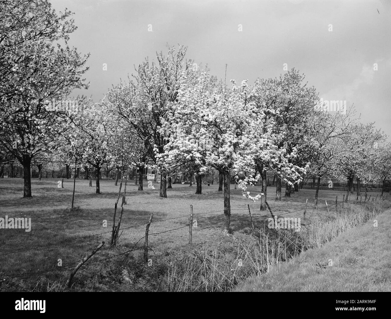 fruit growing, trees, flowering, plum tree Date undated Keywords