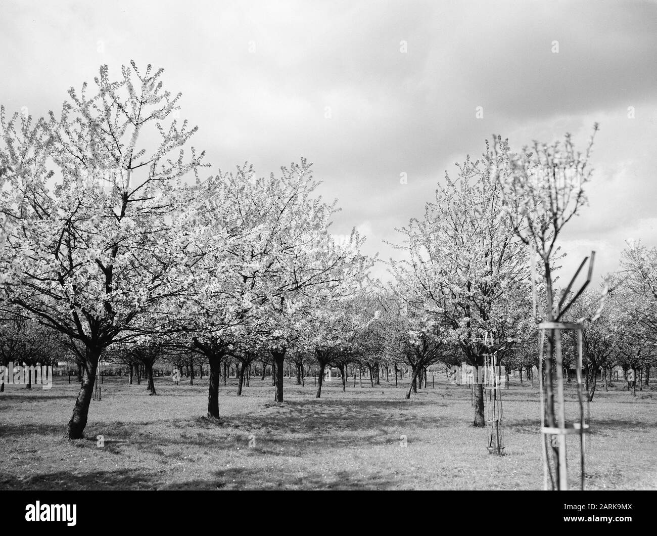 fruit growing, trees, flowering, black cherry Date: undated Keywords: flowering, trees, fruit cultivation Personal name: black cherry Stock Photo