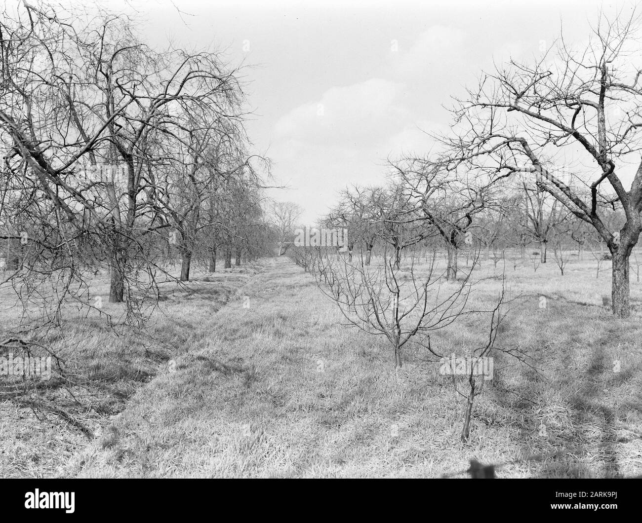 fruit growing, orchards, old, shrubs Date 1948 Keywords orchards