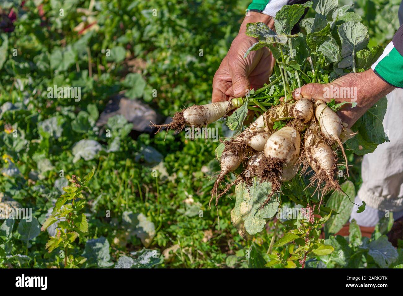 Harvesting organic turnips on a sunny winter day, fresh healthy seasonal vegetables. Stock Photo