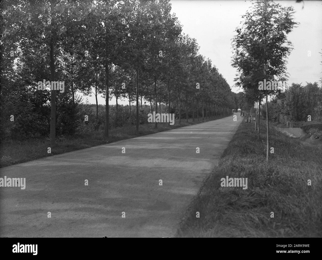 road planting, poplars, populus robusta, Westerzwaagdijk Date: 30 August 1950 Location: Westerzwaagdijk Keywords: poplars, road planting Personal name: populus robusta Stock Photo