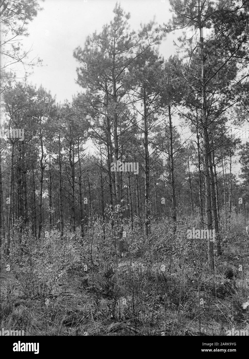 mixed plantings, subsowing, American Oak, Douglas, Groveden, Estate Beestenveld Date: undated Location: Bakel Keywords: mixed plants, Subsowing Personal name: American Oak, Douglas, Groveden, Estate Beestenveld Stock Photo