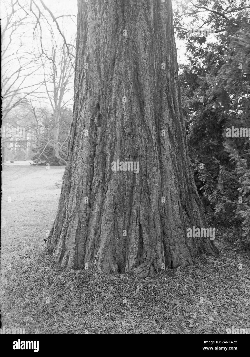 Dendron Black and White Stock Photos & Images - Alamy