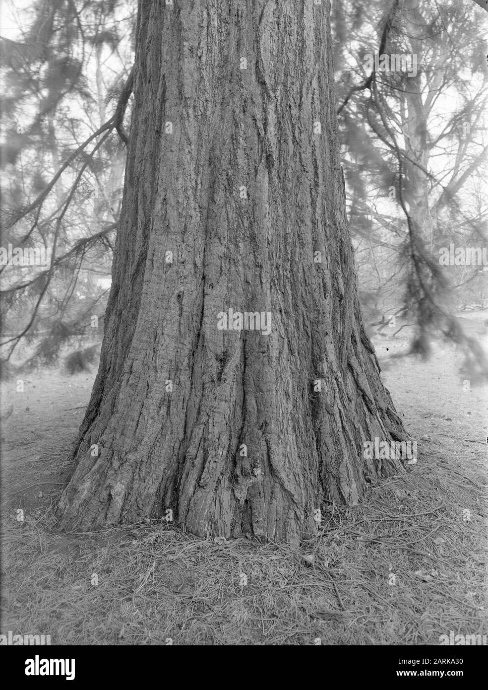 Dendron Black and White Stock Photos & Images - Alamy