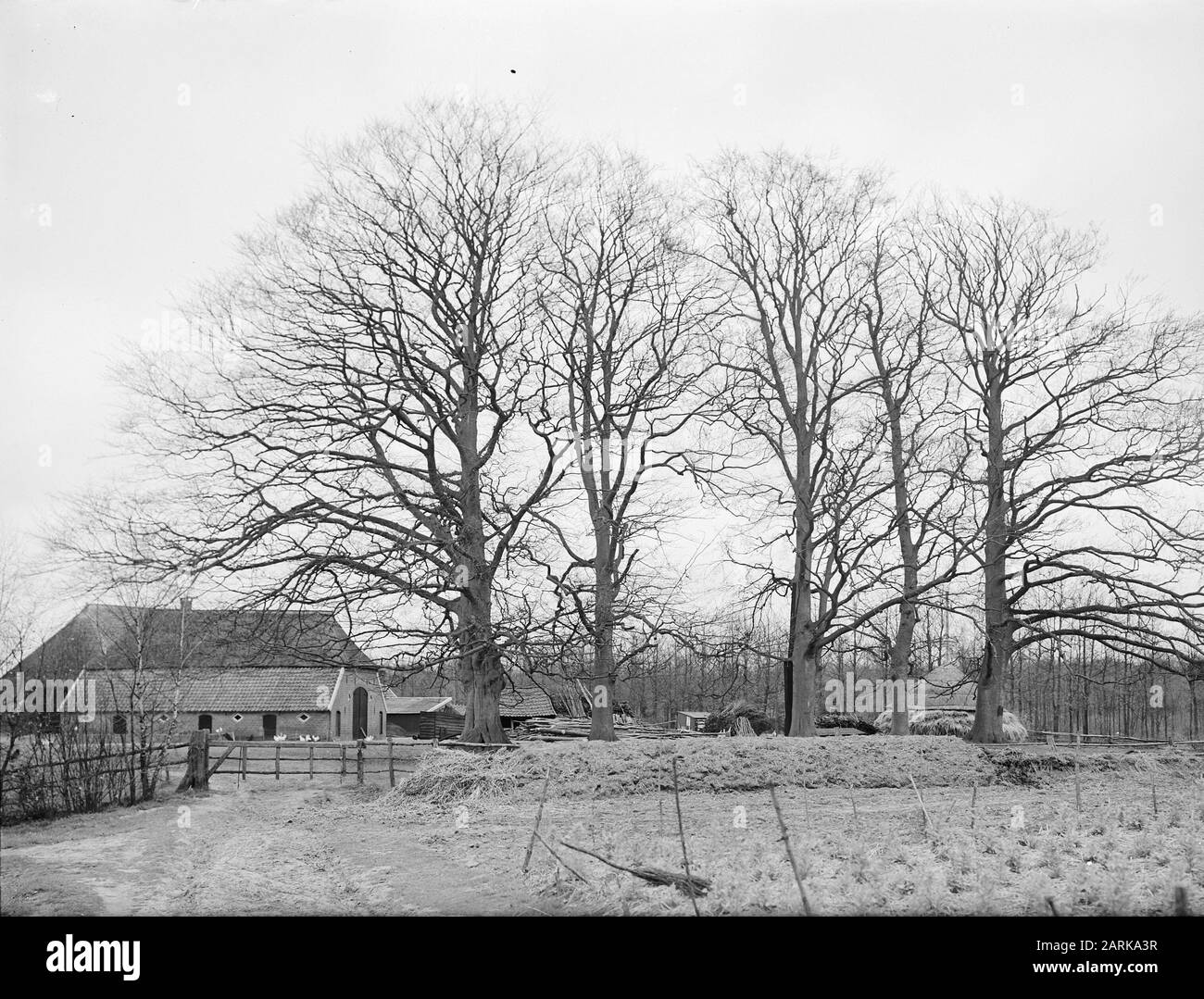 Types of beech trees Black and White Stock Photos & Images - Alamy
