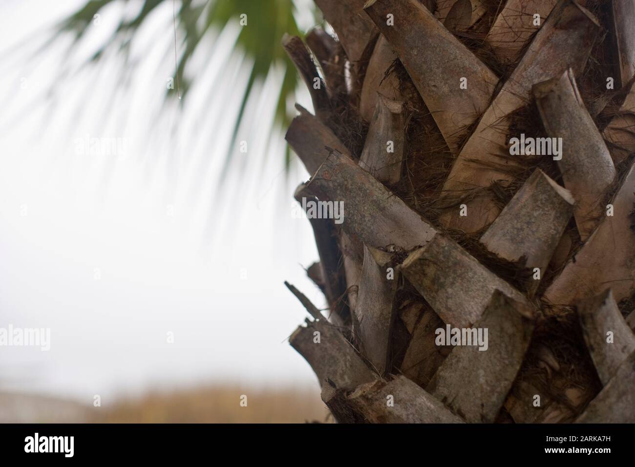 Close-up of a palm tree trunk Stock Photo
