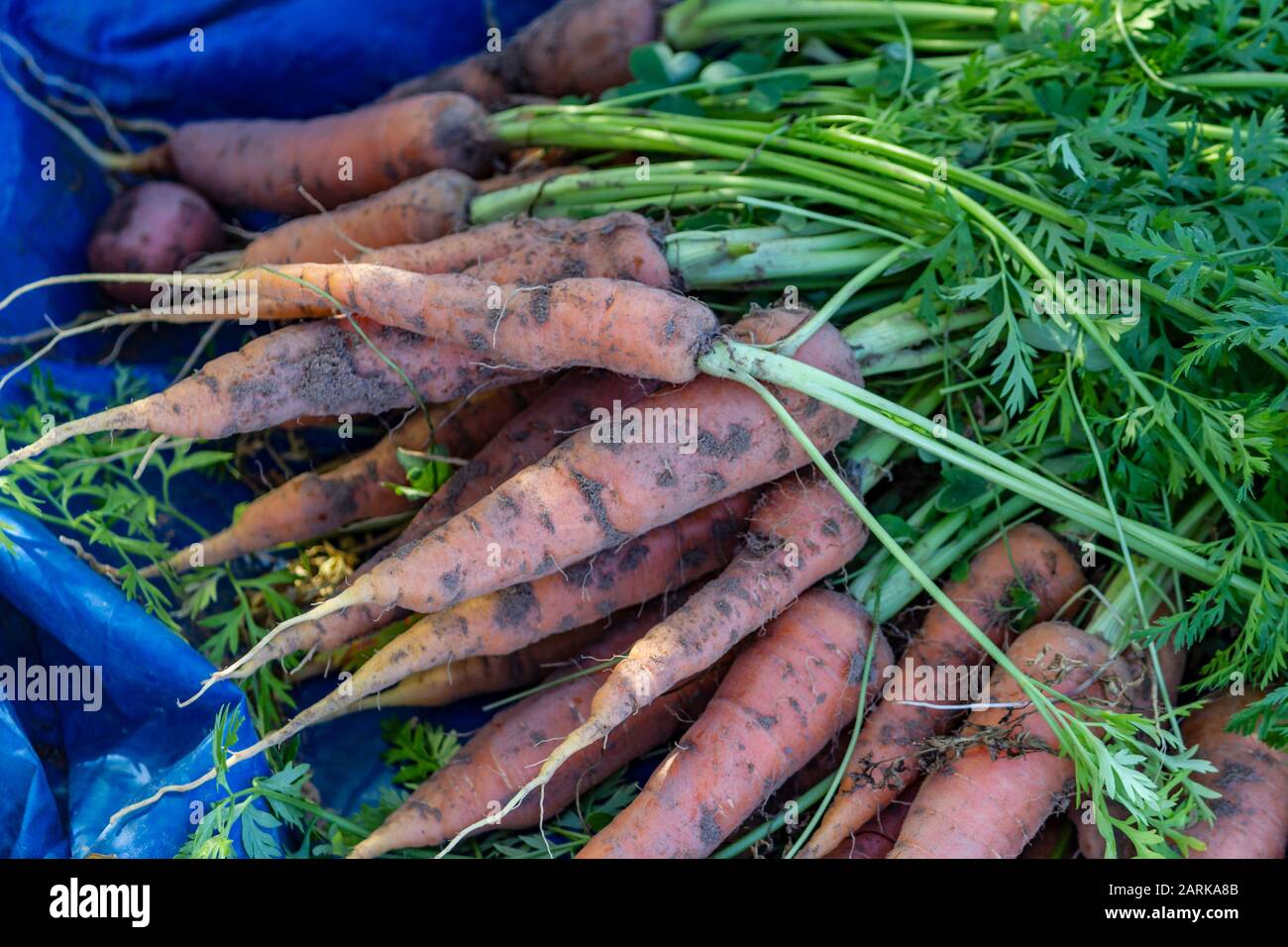 Fresh and organic carrots harvested from the garden. Stock Photo