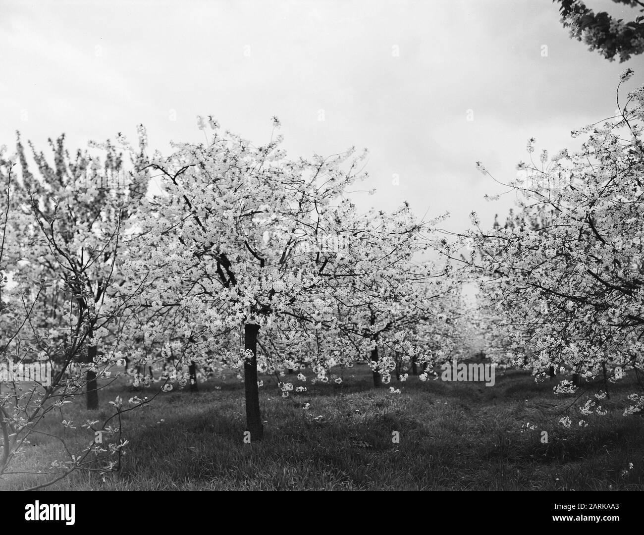 fruit trees, morelles Date: undated Keywords: fruit trees Personal name: morellen Stock Photo