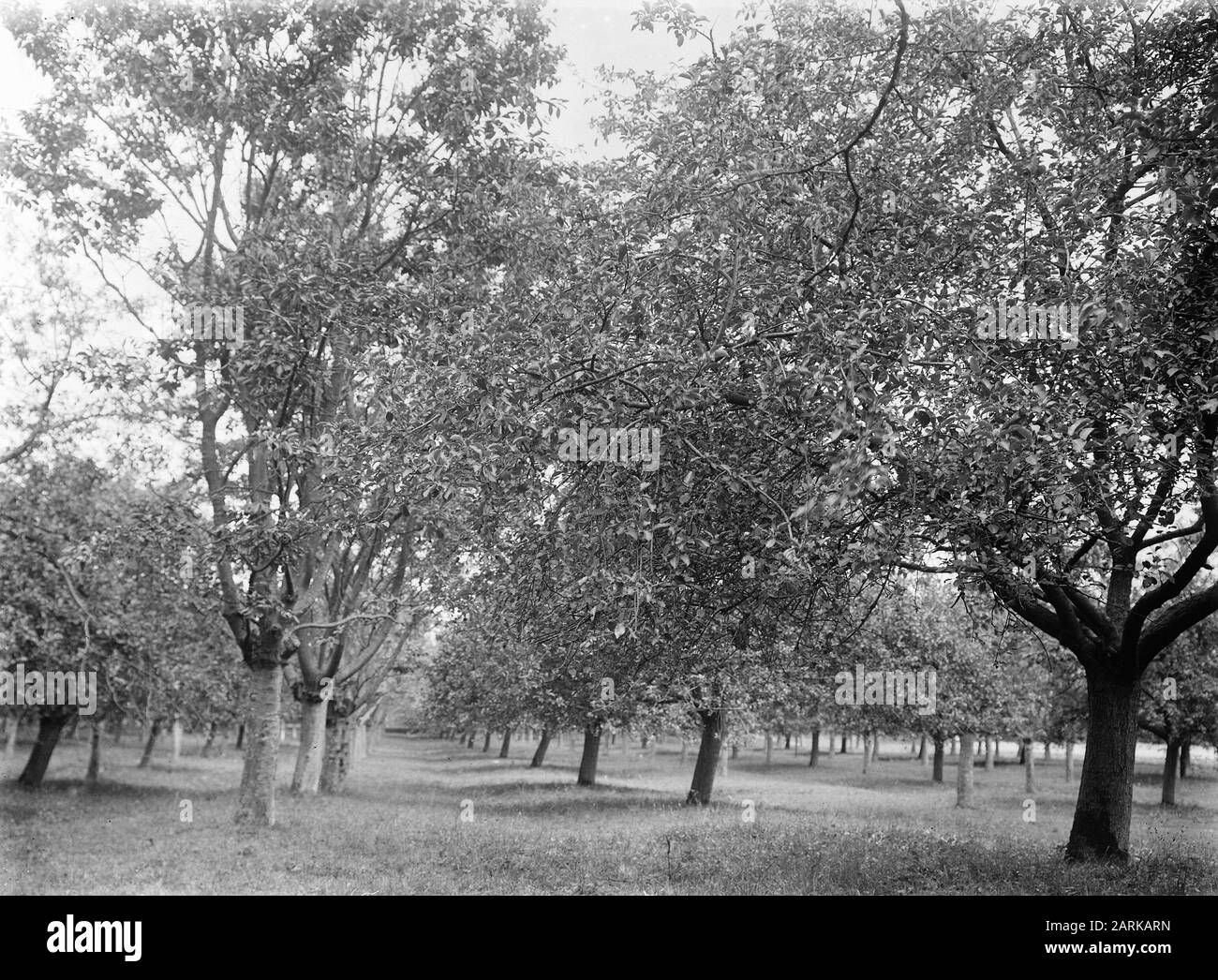 fruit cultivation, orchards, apples, cherries Date: undated Keywords: orchards, fruit cultivation Personal name: apples, cherries Stock Photo