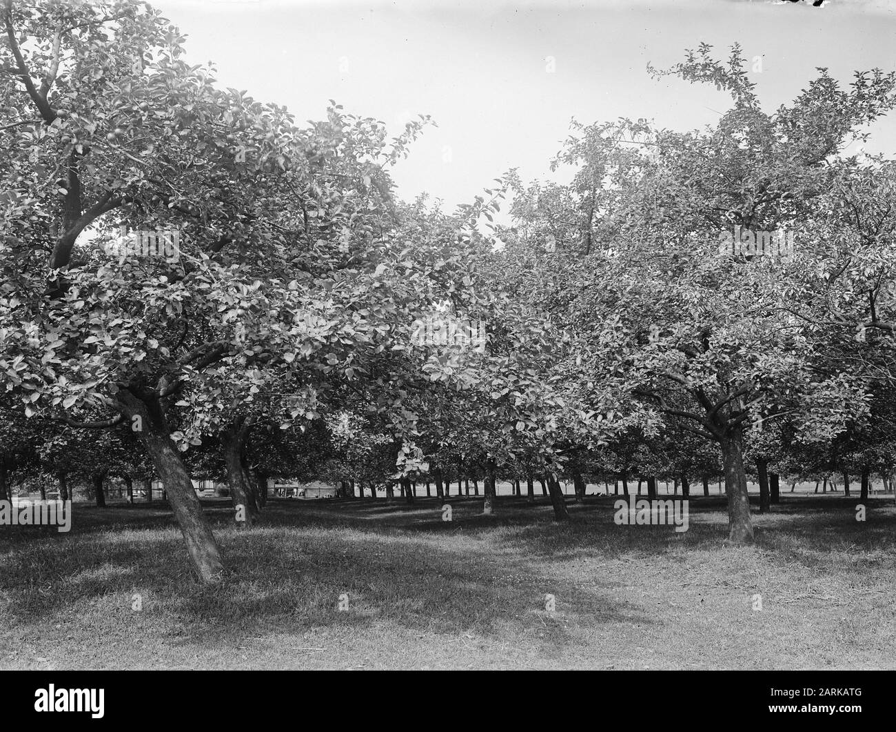 fruit growing, orchards, apples, gold inets Date: undated Keywords: orchards, fruit growing Person name: apples, gold inets Stock Photo