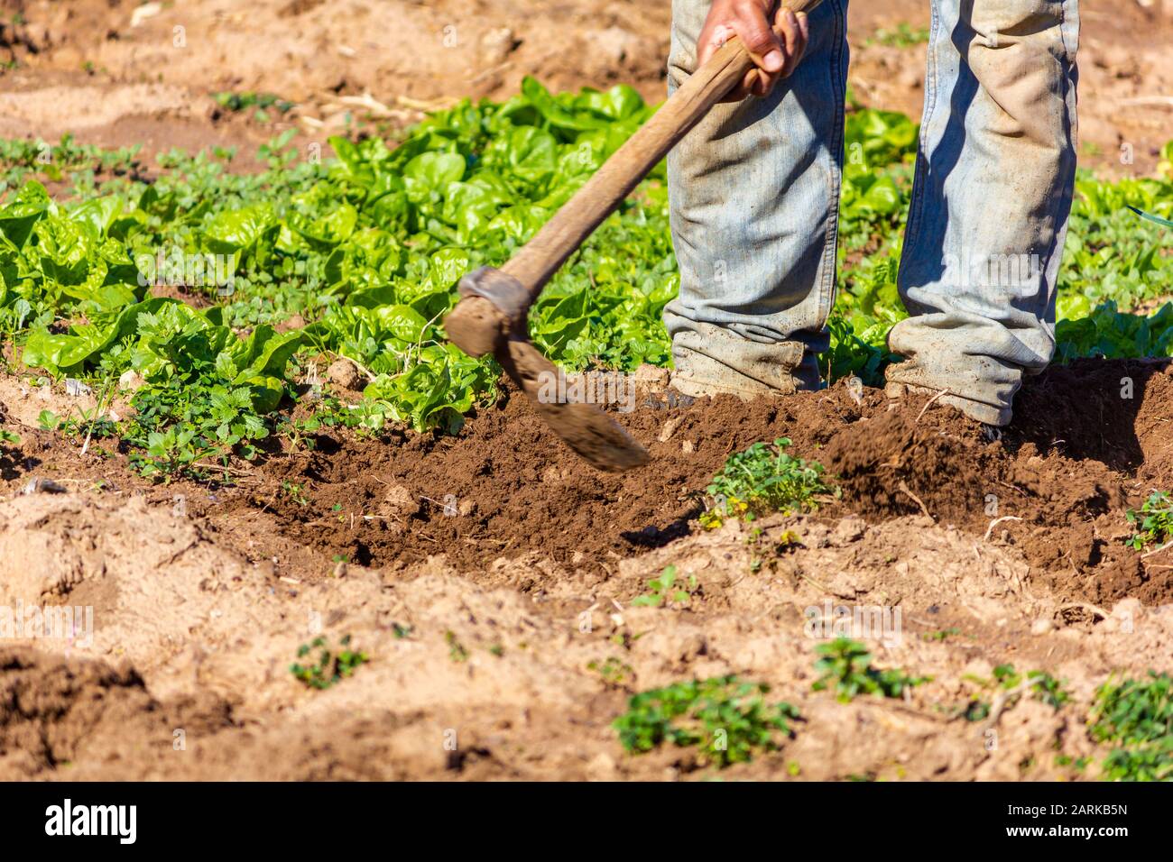 Working the soil in the garden, before planting more lettuce. Stock Photo