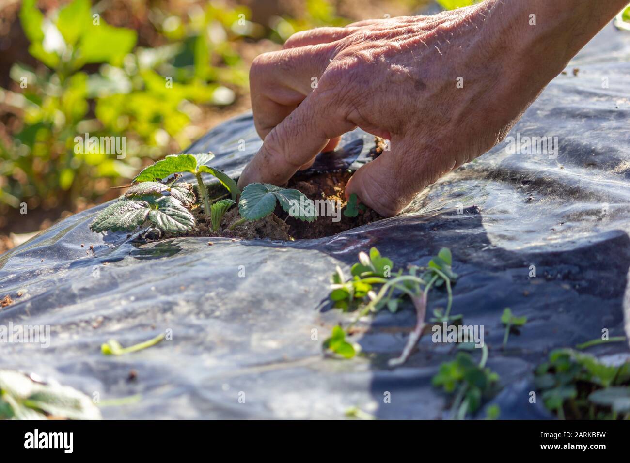 Caring for small strawberry plants in plantation field, removing weeds. Stock Photo