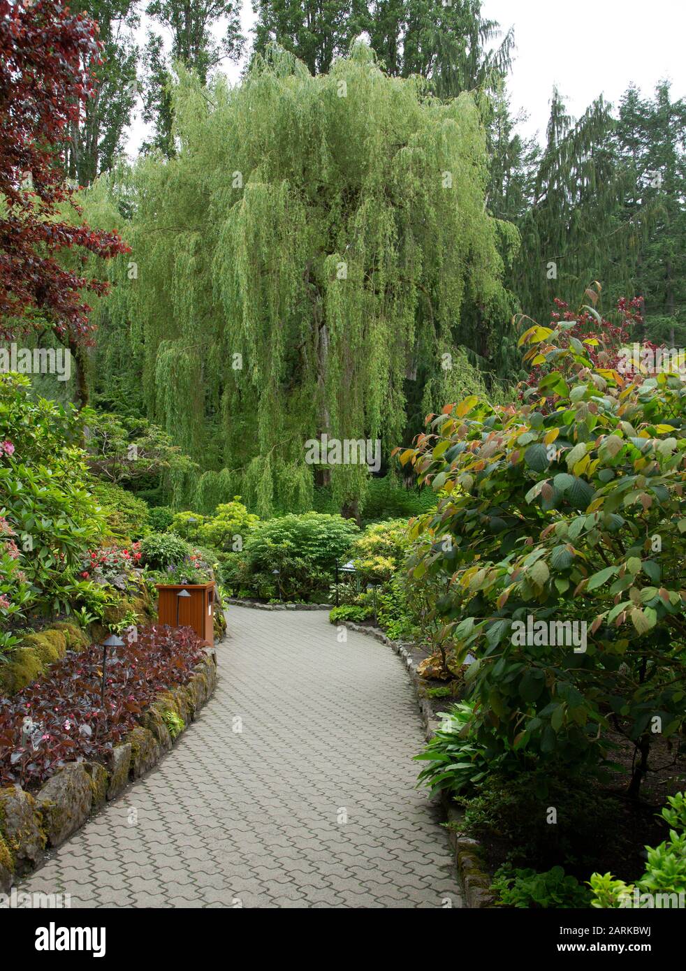 A serene looking scene in the Butchart Gardens with a beautiful weeping tree at the end of a pathway. Stock Photo