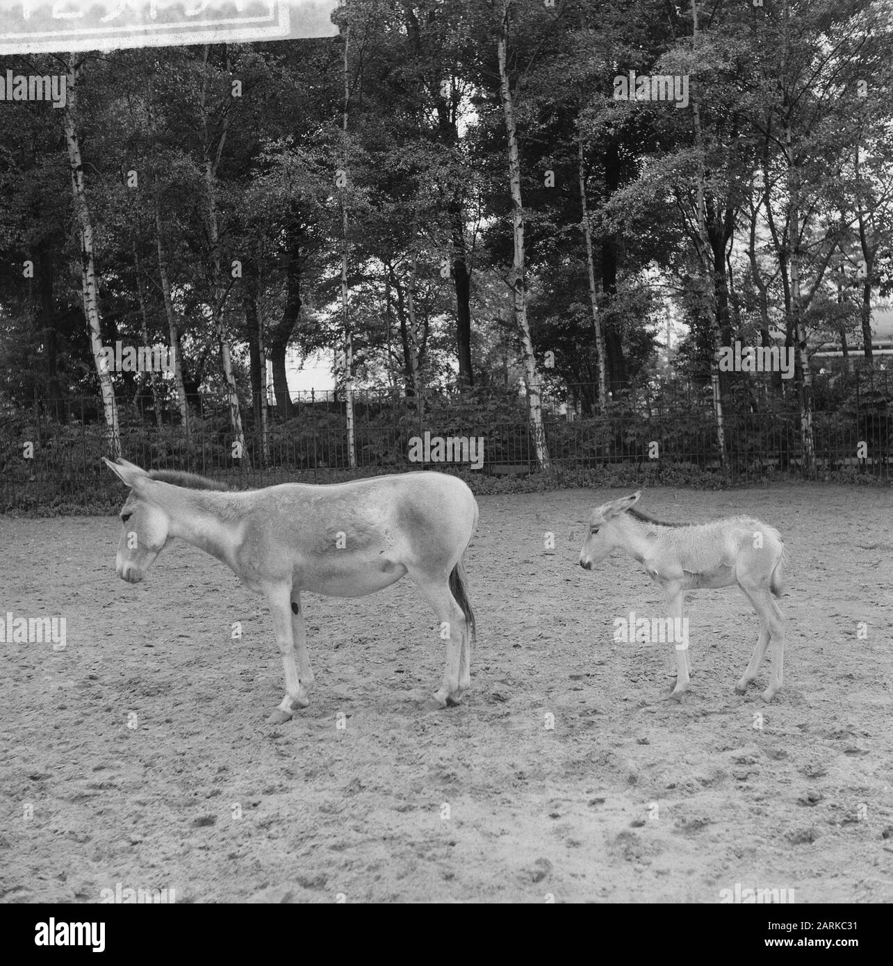 Young onager (halfezel) in Blijdorp Date: June 7, 1961 Location: Rotterdam, Zuid-Holland Institution name: Blijdorp Stock Photo